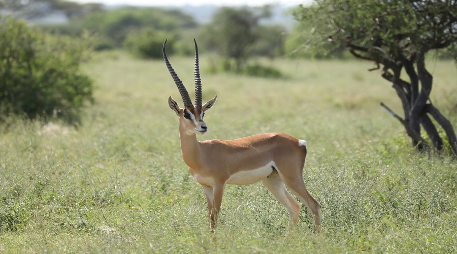 Luxury Safari Tanzania/2027 | Exclusive Wildlife & 5-Star Lodge Packages from Arusha.